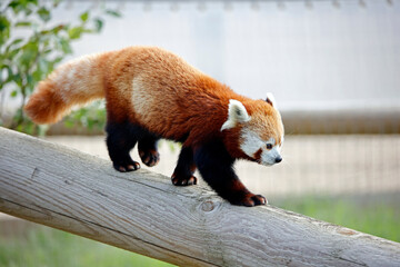 Re panda at a wildlife park