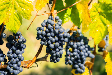 Ripe grapevines on branch, Friuli Venezia Giulia region, harvest season 