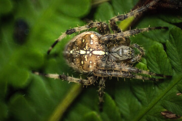 Close up of a spider in a web in a garden