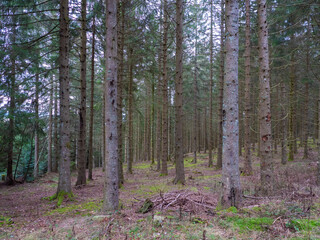 footpath in the woods