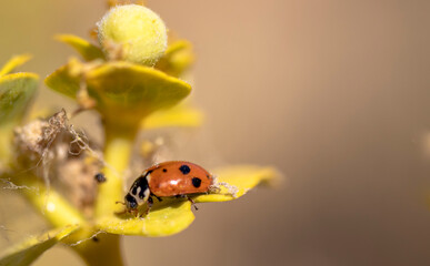 ladybird on a yellow flower
