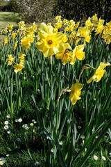 yellow daffodils in the garden