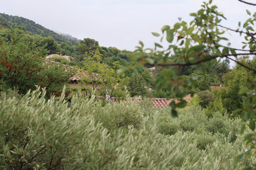 trees in the mountains