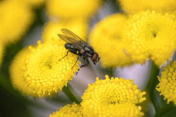 Close up of a fly on a yellow flower
