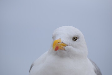 Portrait of a seagull sitting at the beach