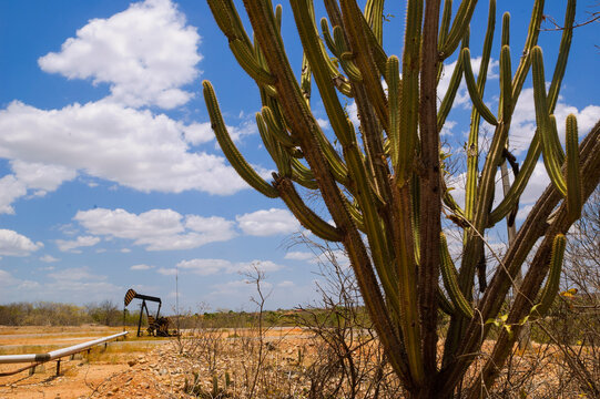 sonda de petr&oacute;leo e oleoduto no semi&aacute;rido do brasil com cacto mandacaru em dia ensolarado