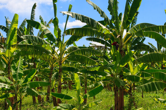 plantação de banana dia ensolarado céu claro