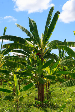 bananeira com cacho em plantação de pés de banana