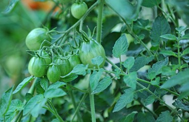 Obraz premium tomatoes ripening in an organic vegetable garden