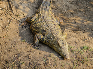 alligator in the everglades