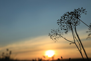 Fototapeta na wymiar Beautiful wild flowers in field at sunrise, closeup. Early morning landscape
