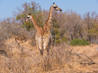 giraffe in the savannah