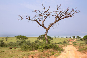 Murchison falls National Park landscape with road, dead tree and griffon vulture