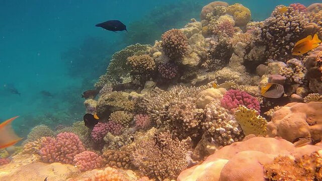 This is a royalty free 4 k  video coral reef coral fish red sea egypt mars alam underwater sea diving coral underwater panorama. GoPro 9 black camera.