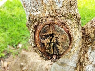 rotten wood, due to erratic weather