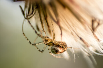 Close up of a spider on a thistle seed head