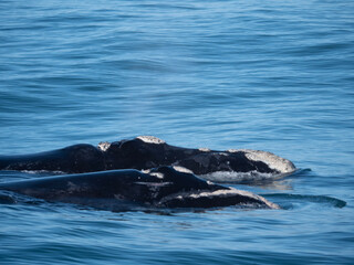 Obraz premium whale in the water