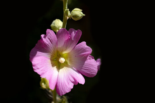 the seeded part of the white marshmallow flower. macro photo., hatmi flower. 