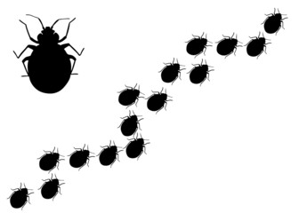 Insect pest bug. Vector image.