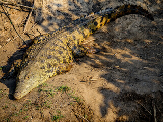 alligator in the everglades