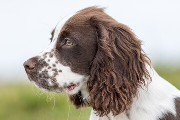 Spaniel puppy dog portrait image. Close-up of a spaniel face in profile