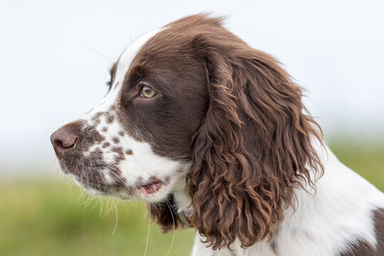 Spaniel puppy dog portrait image. Close-up of a spaniel face in profile