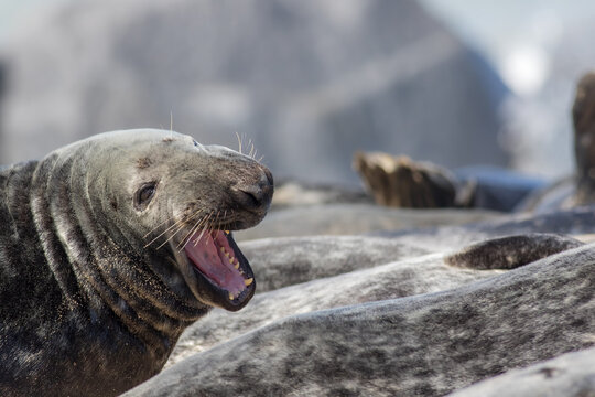 Dynamic wildlife. Seal with mouth open. Lauging animal picture.