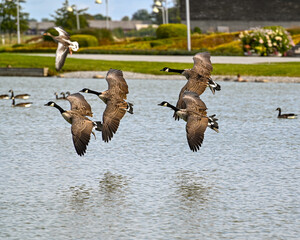 Canada geese landing in pond in public park © Jonas
