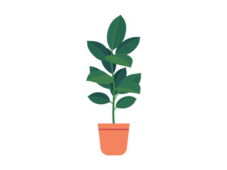 Home plant ficus in pot. Vector illustration isolated on white