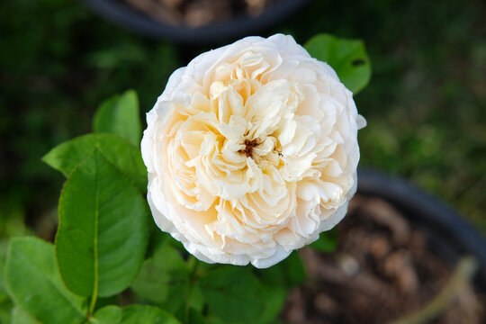 white rose flower