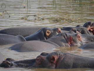 Fototapeta premium hippopotamus in water