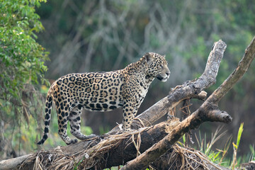 The jaguar (Panthera onca) 