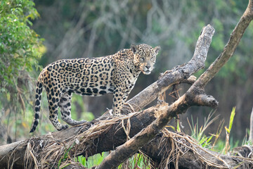 The jaguar (Panthera onca) 