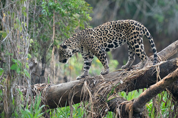 The jaguar (Panthera onca) 
