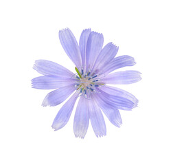 Beautiful tender chicory flower isolated on white