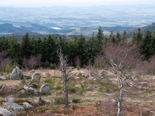trees in the mountains