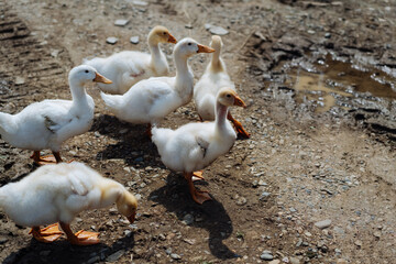 A flock of geese. White and gray domestic geese go in a crowd to graze in the grass. Little home goose farm. High quality photo
