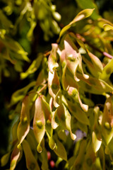 Fototapeta premium close up of a plant, macro plant leaves photo. 
