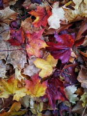 Top down view of the red, yellow, brown and burgundy leaves of maple tree