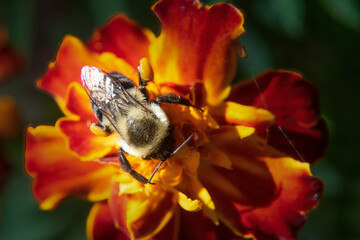 A Yellow honeybee on our marigolds in our garden here in Windsor, NY.  Bee collecting nectar.  Red and Yellow flowers.