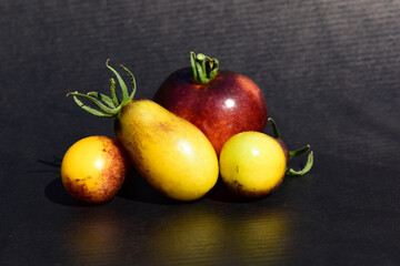 Tomaten verschiedener Sorten vor grauem Hintergrund, rot, gelb, schwarz, frische Tomatenernte, seltene Sorten	