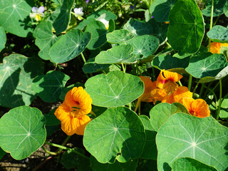 blühende Kapuzinerkresse im Garten