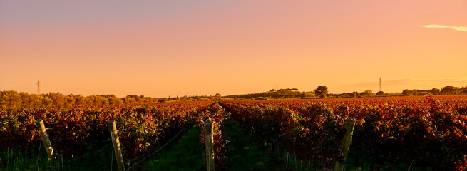 Rows of vines with the colors of autumn on the Tuscan hills at sunset.