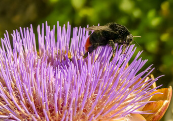 Close up of a Red tailed Bumblebee(Bombus lapidarius) about to leave a globe artichoke (Cynara cardunculus)head in flower. Covered in natural pollen from the plant. Selected focus with space for copy. - 456194773