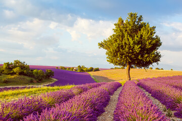 Beautiful blooming purple lavender fields near Valensole in Provence, France. Typical traditonal...