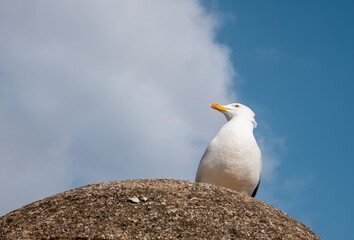 View of a beautiful seagull on the blue and  withe sky