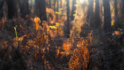 Forêt des Landes de Gascogne, baignée d'une lumière orangée, alors que le soleil décline à l'horizon