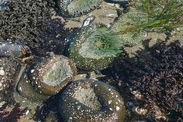 Green anemone on Oregon coast tidepool - Powered by Adobe
