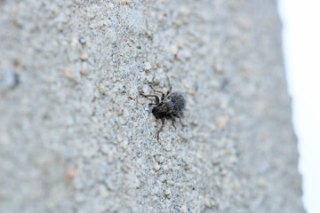natural Hylotrupes insect macro photo
