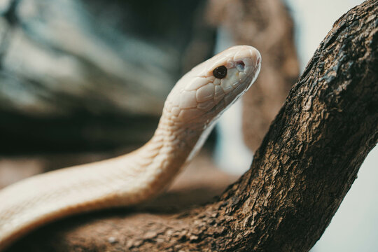 Close-up shot of, white, dangerous snake on the tree